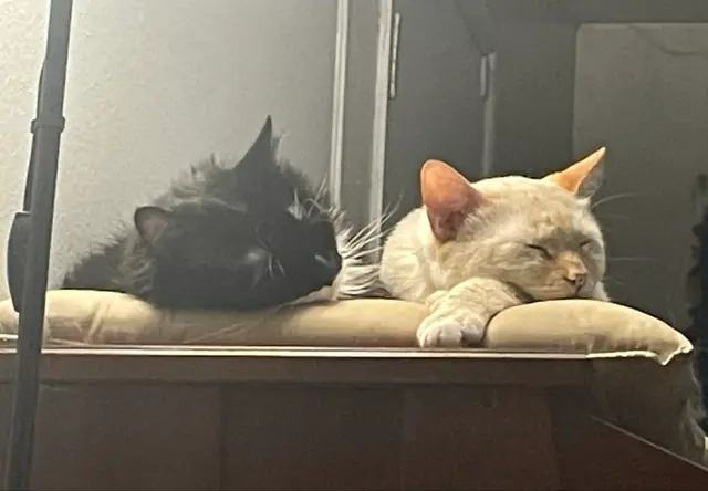 Phantom and Bob napping side by side on a cat bed