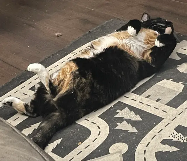 Mini lying belly up on a play rug
