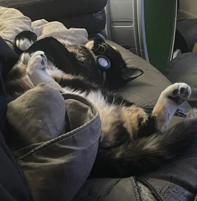 Mini asleep upside down on the couch
