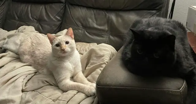 Bob and Max resting on the couch