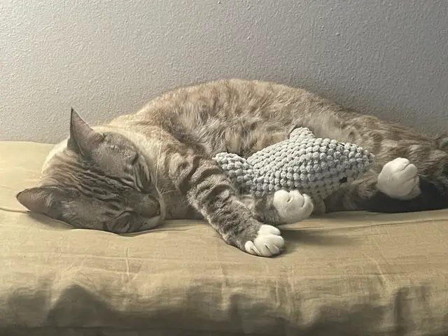 Fiddler asleep, hugging a toy