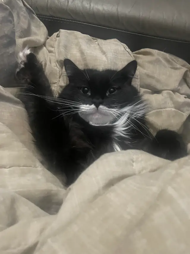 Phantom lying in a pile of blankets