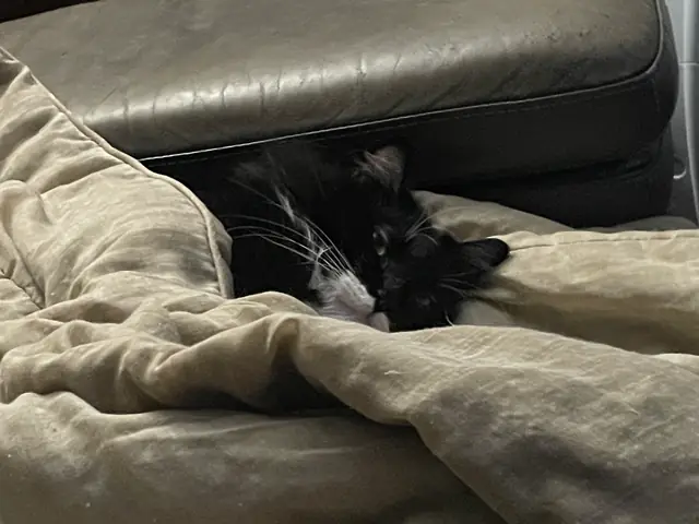 Phantom peeking out of the blankets
