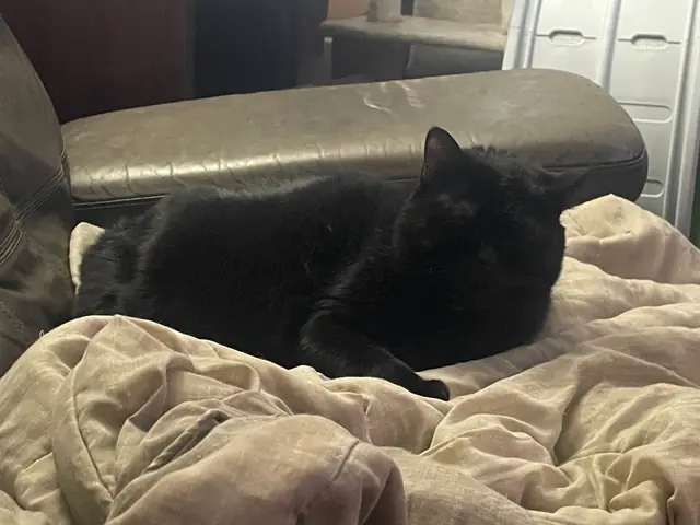 Max lying on a blanket by the couch