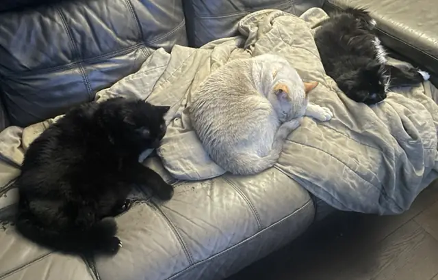 Max, Bob and Phantom sharing the couch