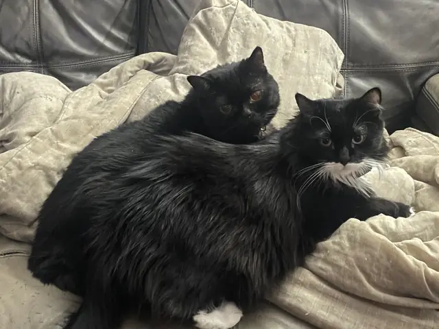 Max and Phantom cuddled up on blankets