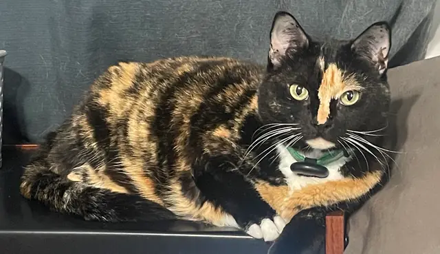 Mini lounging on a shelf
