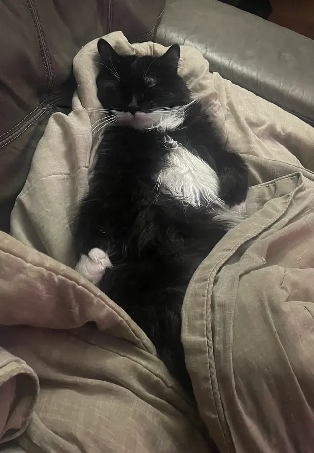 Phantom sitting up in the blankets