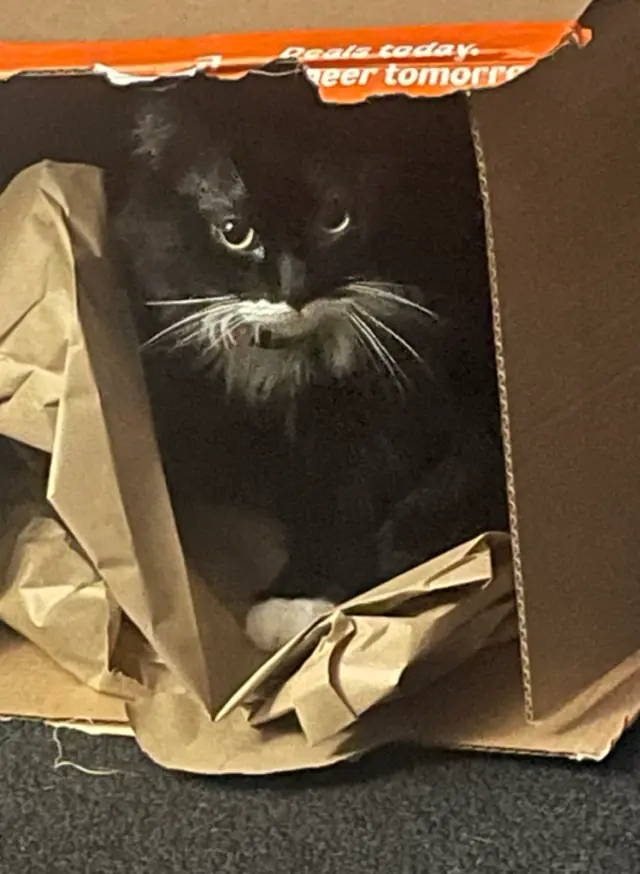 Phantom sitting in a cardboard box