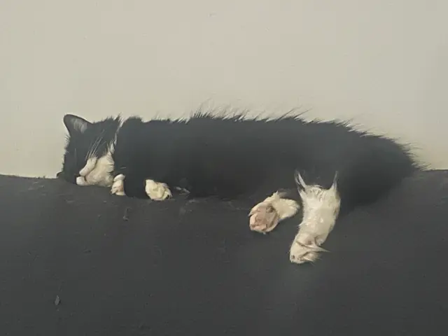 Phantom stretched out on the back of the couch