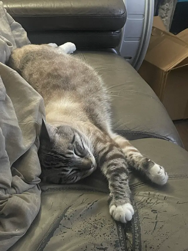 Fiddler lying upside down on the couch