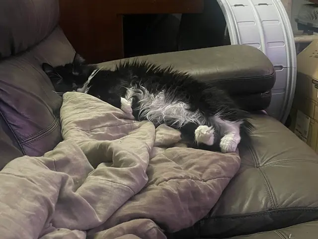 Phantom napping on the couch