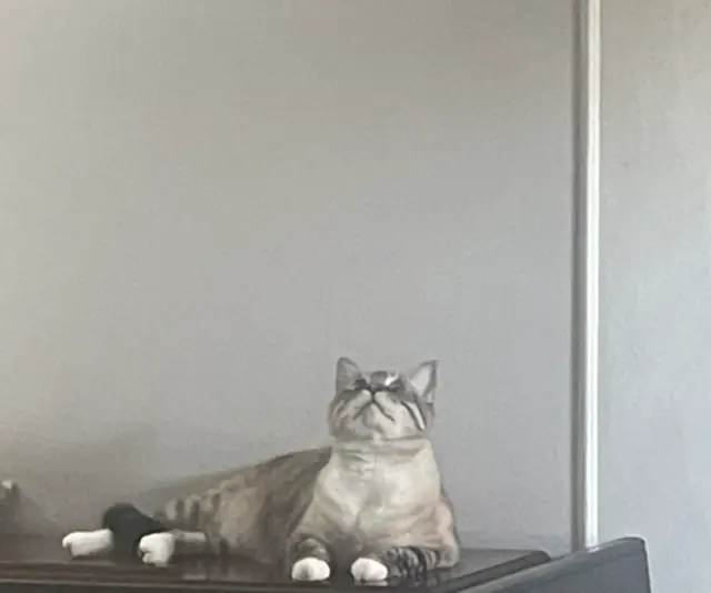 Fiddler lying on a shelf, looking up
