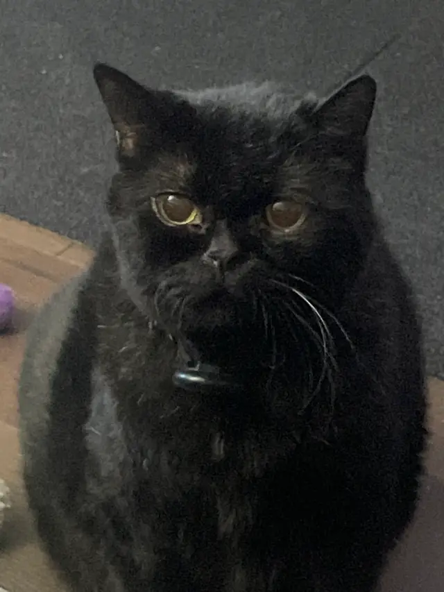 Max looking at the camera