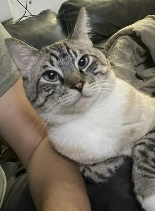 Fiddler being held