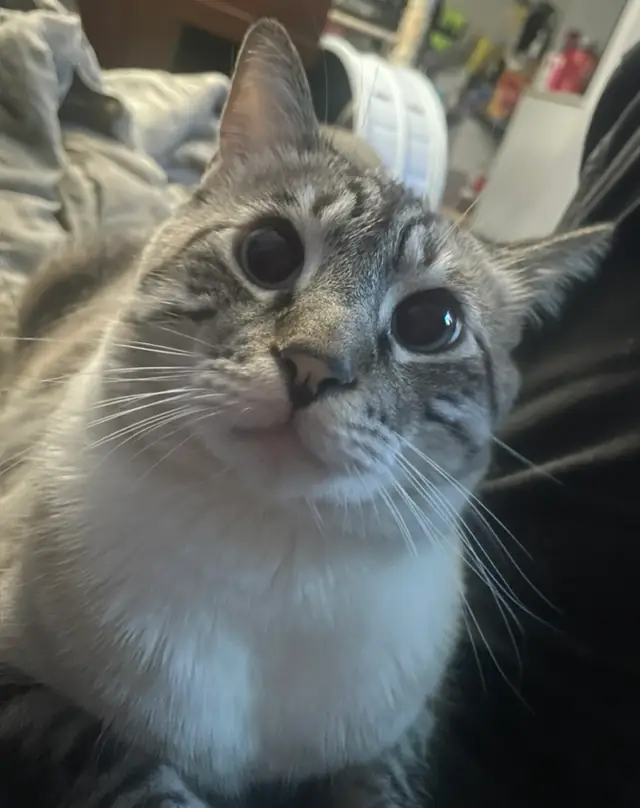 Fiddler looking up at the camera