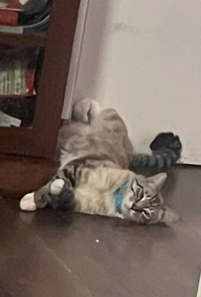 Fiddler rolling on his back on the floor