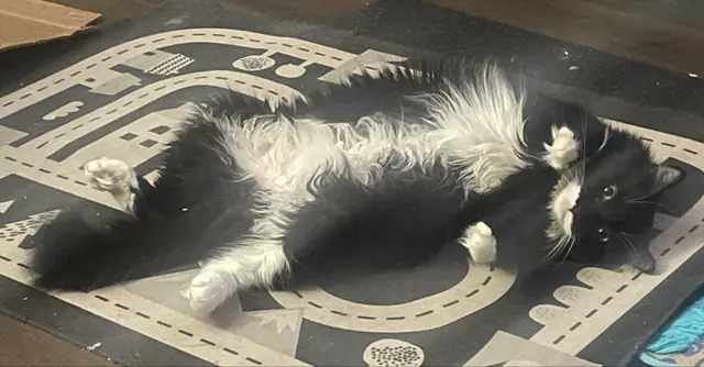 Phantom stretched out on a play rug